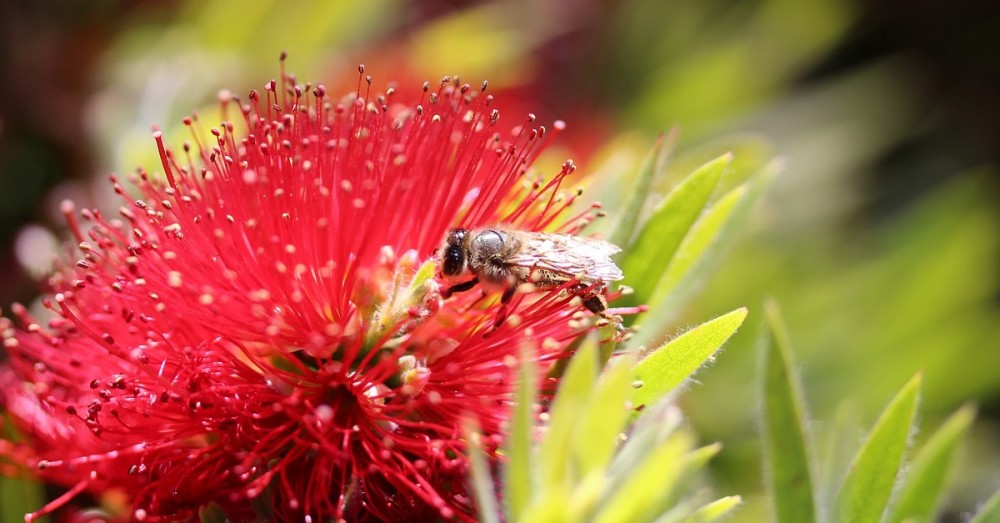 Verschollene Bienenart wiederentdeckt