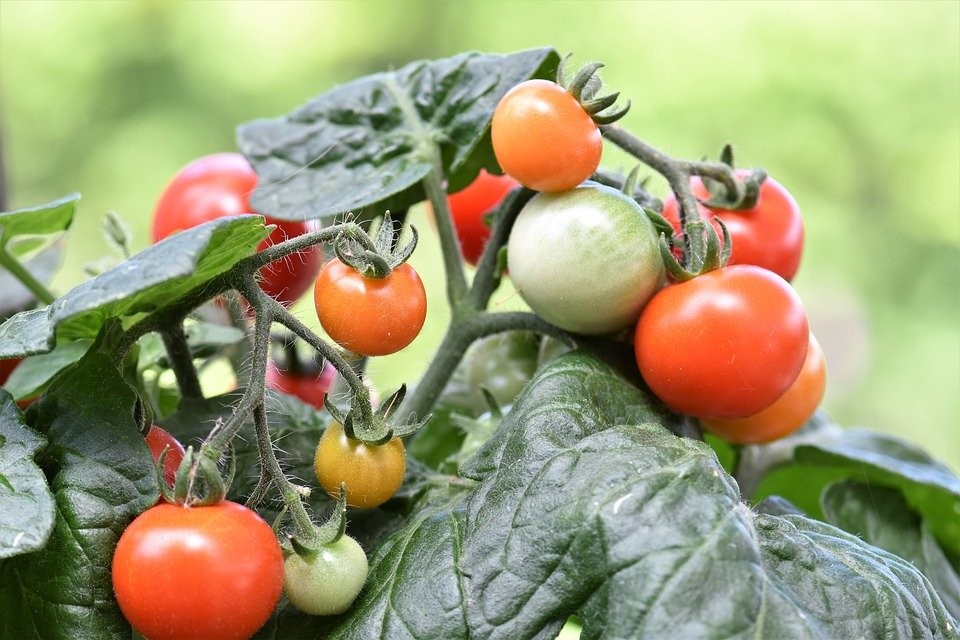 Gärtnerin rettet alte Tomatensorten 