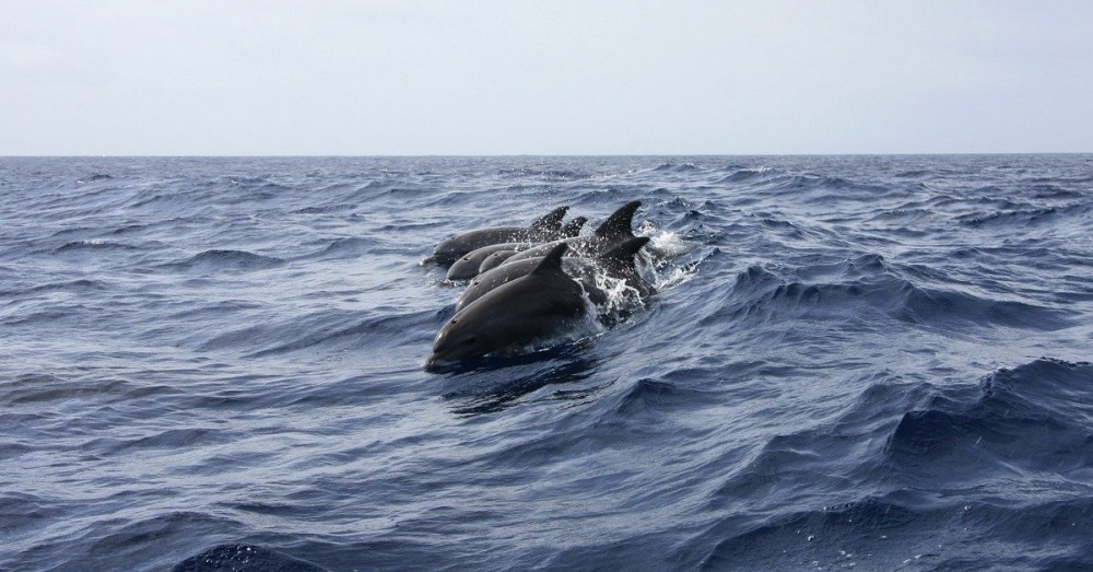 Wieder mehr Delfine in Hongkongs Gewässern 