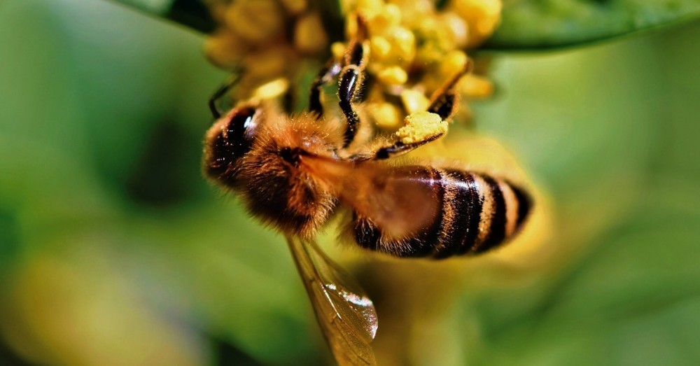 Morgan Freeman hat seine Farm zum Bienenschutzgebiet erklärt
