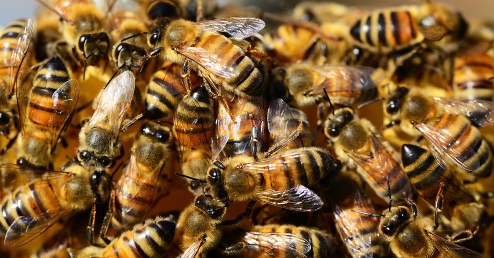 Erfolg bei Bienenkrankheit