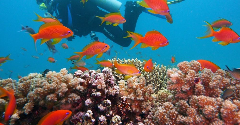 Aufforstung von Korallenriffen