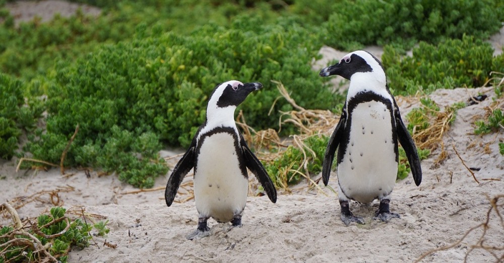 Argentinischer Biologe Setzt Sich Fur Die Pinguine Ein Positive Nachrichten