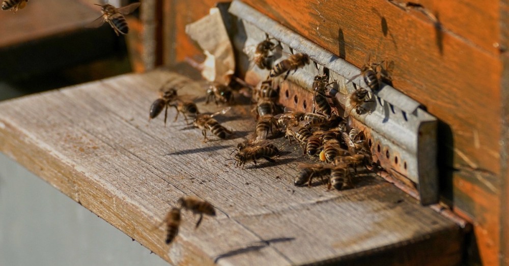 Durch Bienen Startup 12 Millionen mehr Bienen