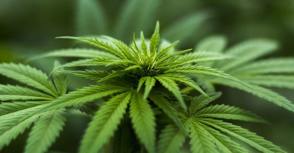 Legalisierung von Cannabis 