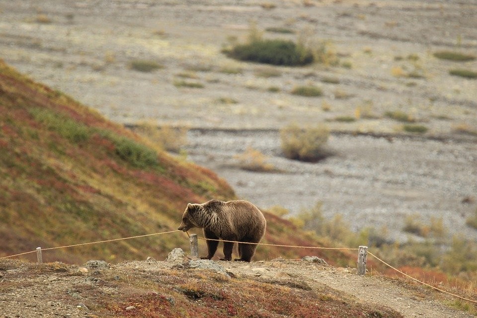 Grizzlybären bleiben auf der Liste der gefährdeten Arten 