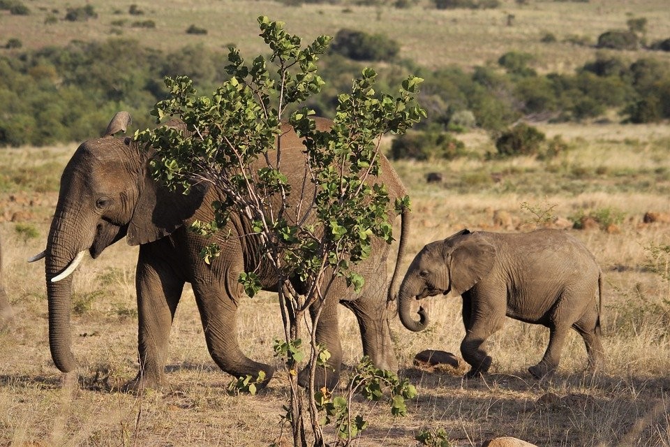 Kenias Elefanten-Bestand hat sich verdoppelt 