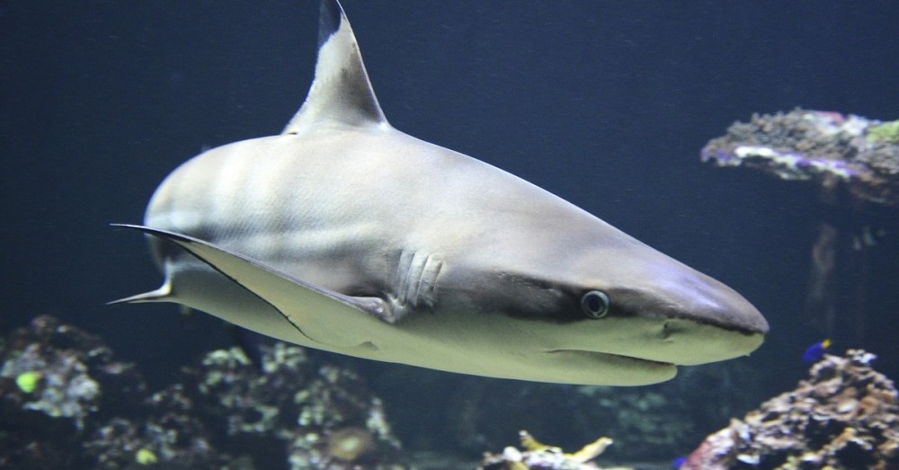 Verbot von Haifisch-Flossen-Handel 