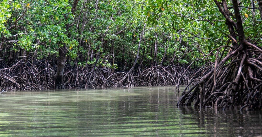 Mangroven in Brasilien bleiben geschützt 