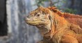 Galápagos Land-Leguane wieder zurück