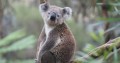 Neues Koala-Schutzgebiet