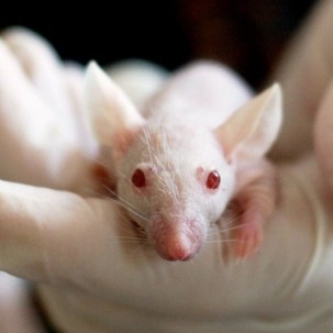 Laborversuche ohne Tiere