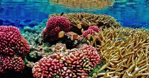 Verdreifachung des Korallenriff-Schutzgebietes im Golf von Mexiko