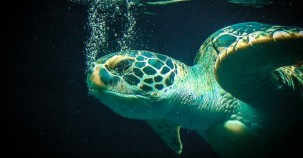 Große Schildkröten-Rettung in Texas