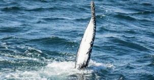 Island verabschiedet sich vom Walfang 