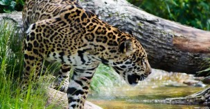Erste Jaguar-Geburt in freier Wildbahn 