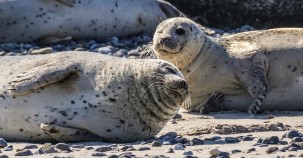 Erfolgreicher Naturschutz bringt Seehunde und Robben zurück 