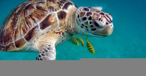 Überführung von Schildkröteneier-Dieben 
