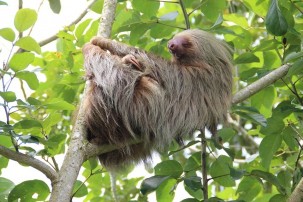Costa Rica als Vorreiter im Naturschutz 