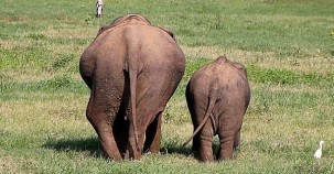 Mehr Schutz für Elefanten 