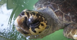 Caretta-Meeresschildkröten erholen sich