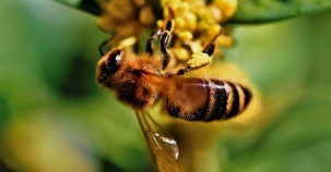 Kann das Gift von Bienen Brustkrebs heilen? 