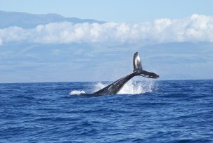 Walfang in Island wegen Corona gecancelt 