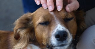 Das Streicheln von Hunden hilft bei Stress