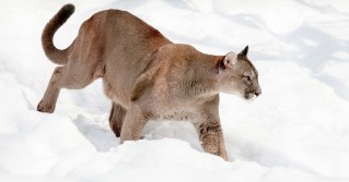 Puma-Projekt im US-Bundesstaat Washington