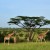 Seltene Zwillingsgeburt von Massai-Giraffe