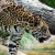 Erste Jaguar-Geburt in freier Wildbahn